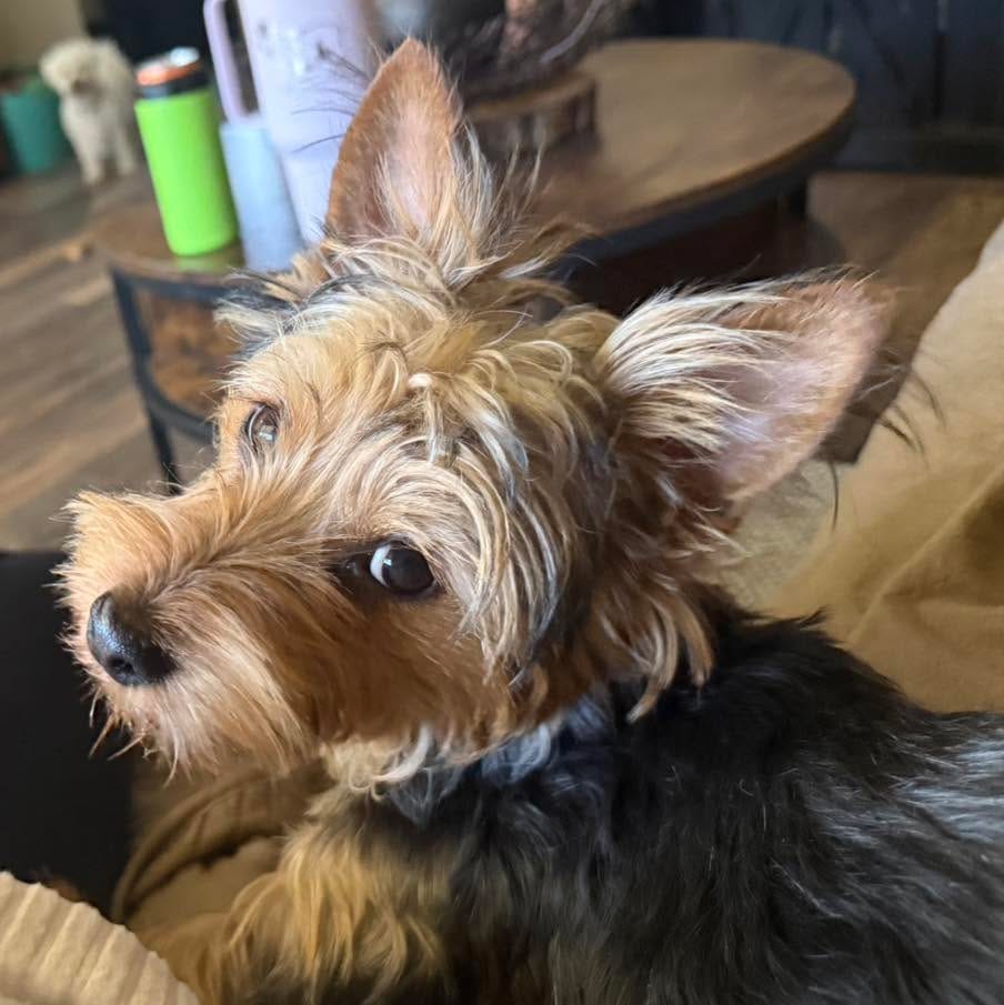 Post 2 by Zoes House Rescue on Instagram (carousel)