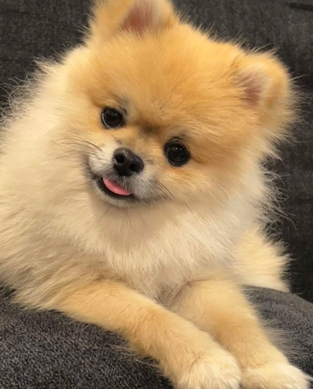 Post 9 by Zoes House Rescue on Instagram (carousel)