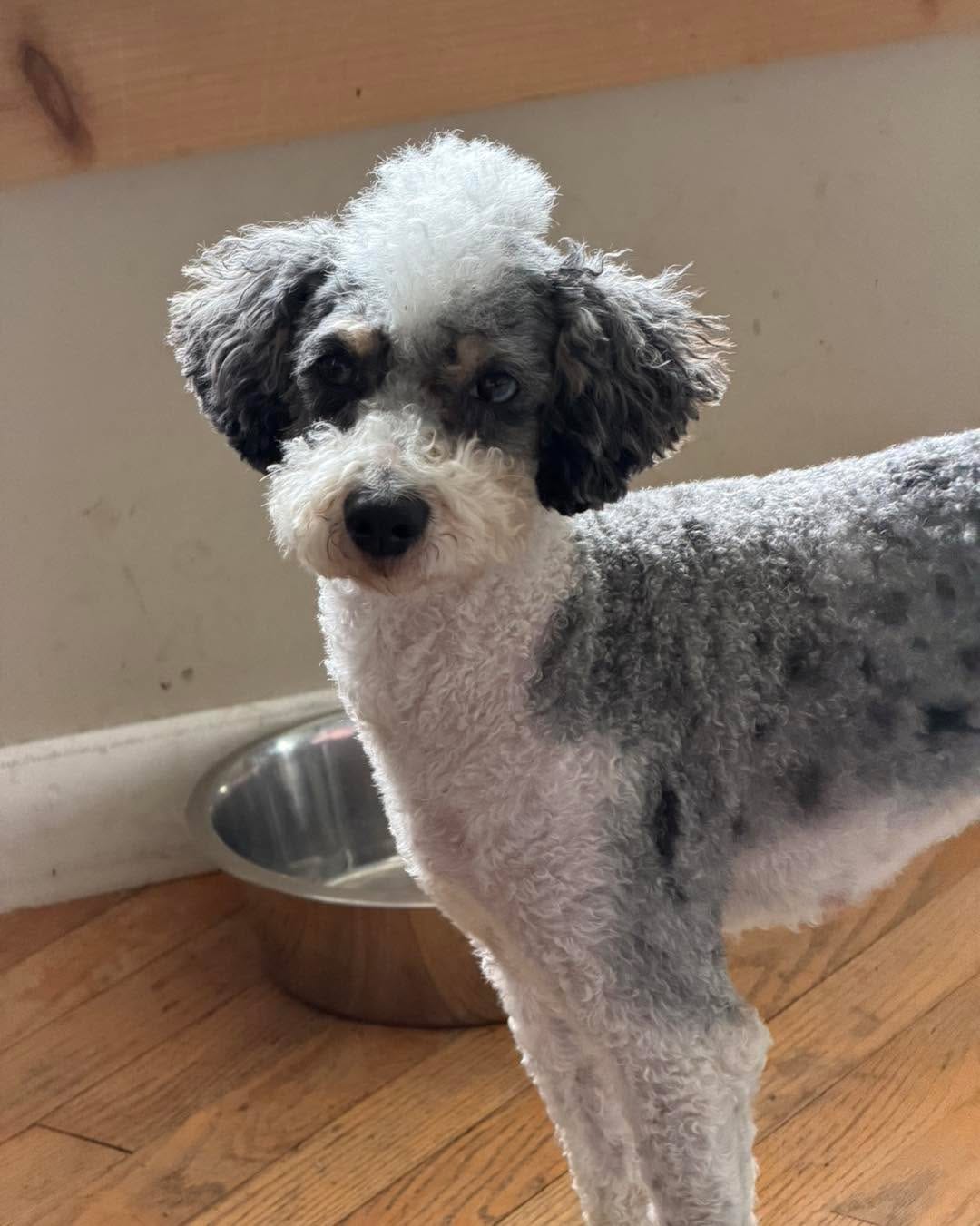 Post 3 by Zoes House Rescue on Instagram (carousel)