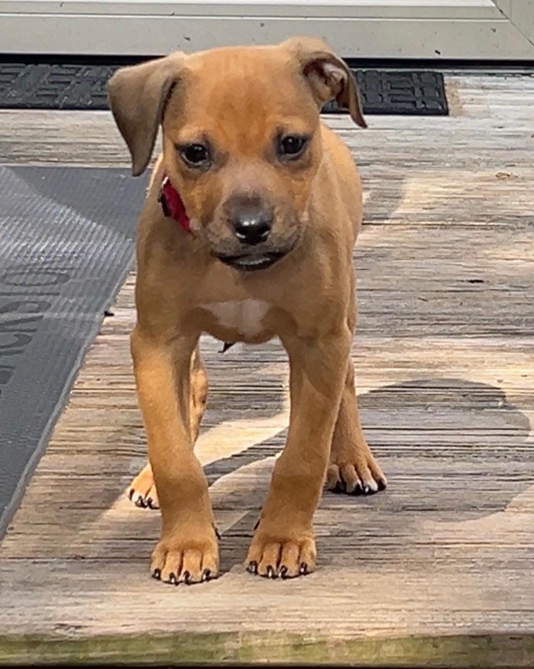 Post 7 by Zoes House Rescue on Instagram (carousel)