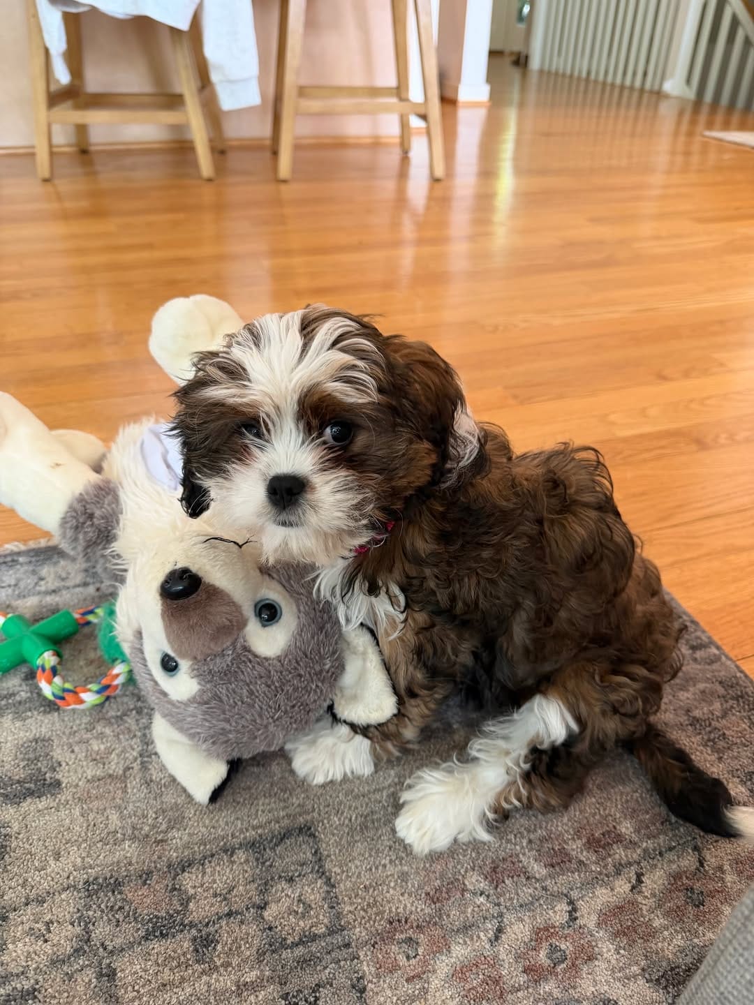 Post 4 by Zoes House Rescue on Instagram (carousel)
