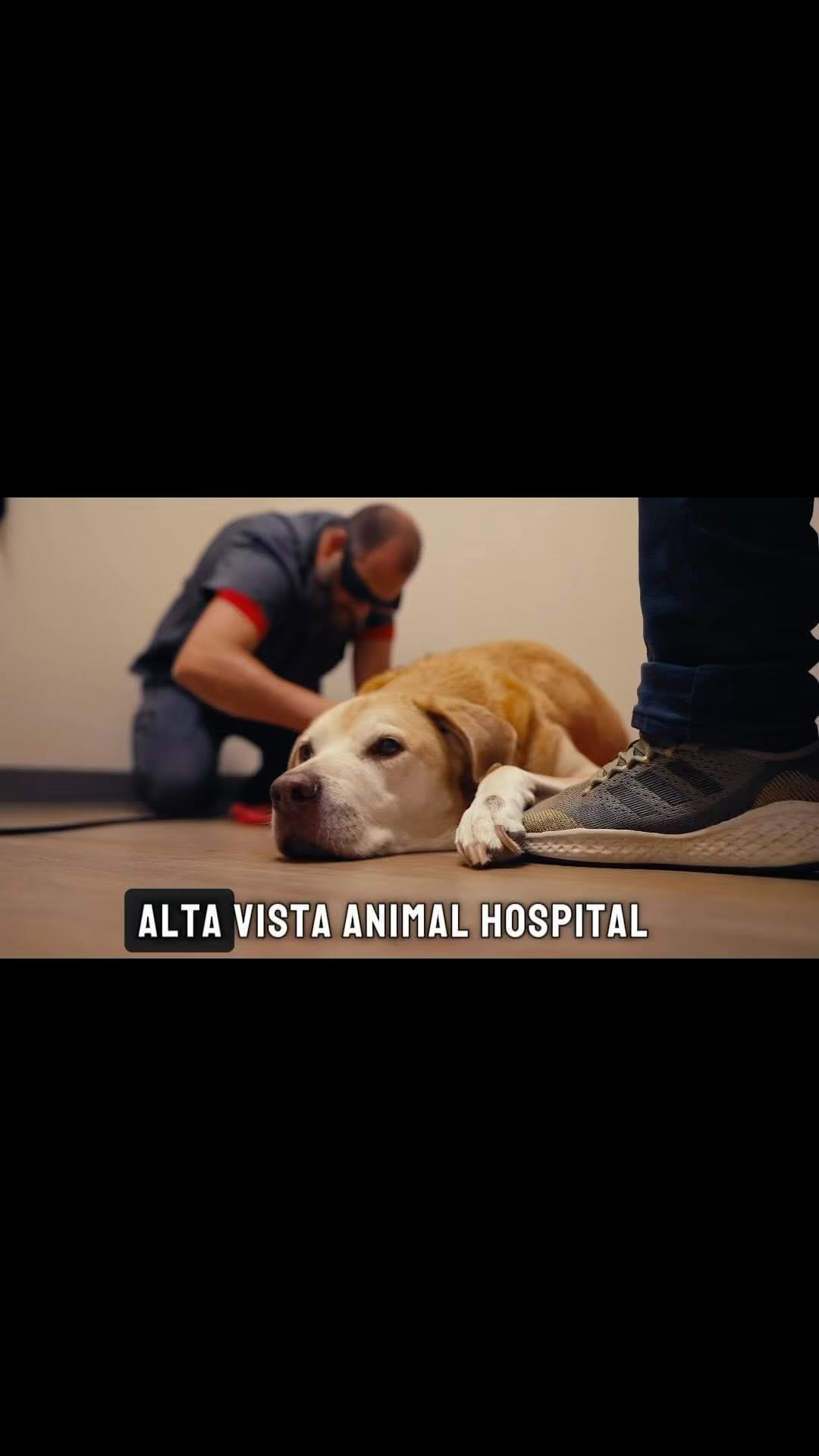 Post 10 by Alta Vista Animal Hospital on Instagram (video)