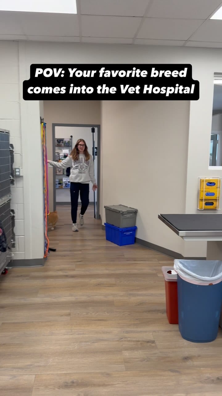 Post 9 by Alta Vista Animal Hospital on Instagram (video)