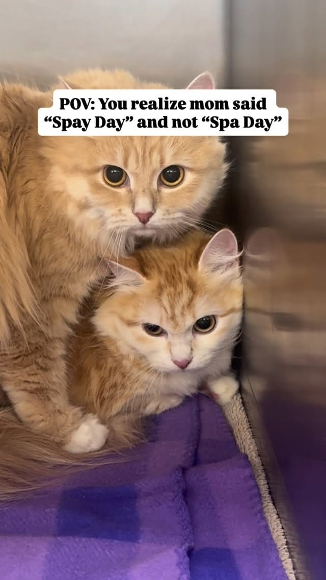 Post 3 by Alta Vista Animal Hospital on Instagram (video)