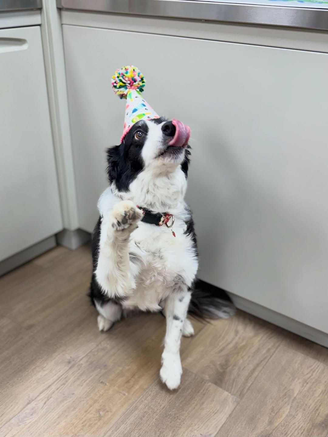 Post 6 by Alta Vista Animal Hospital on Instagram (carousel)