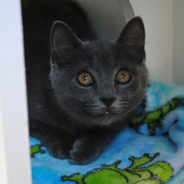 Post 5 by Good Mews Animal Foundation on Instagram (carousel)