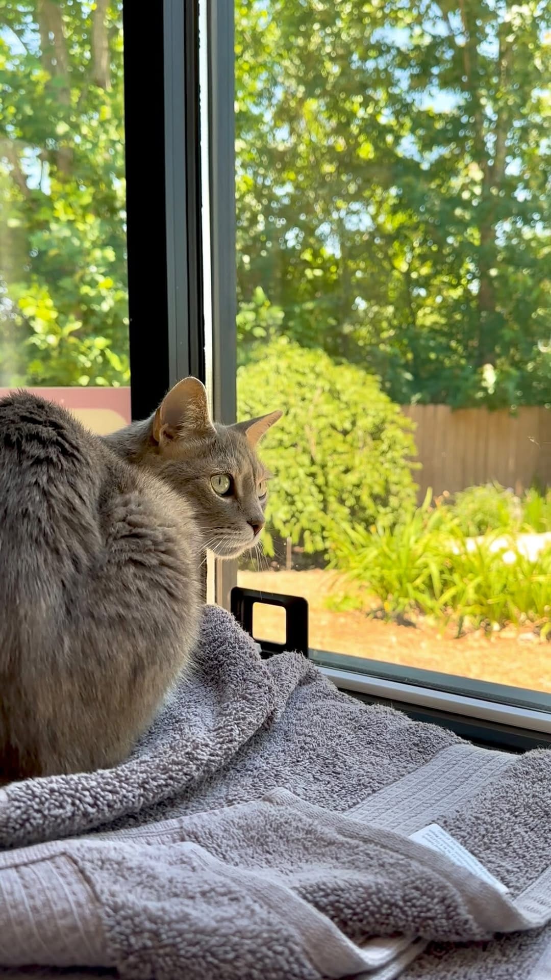 Post 2 by Good Mews Animal Foundation on Instagram (video)