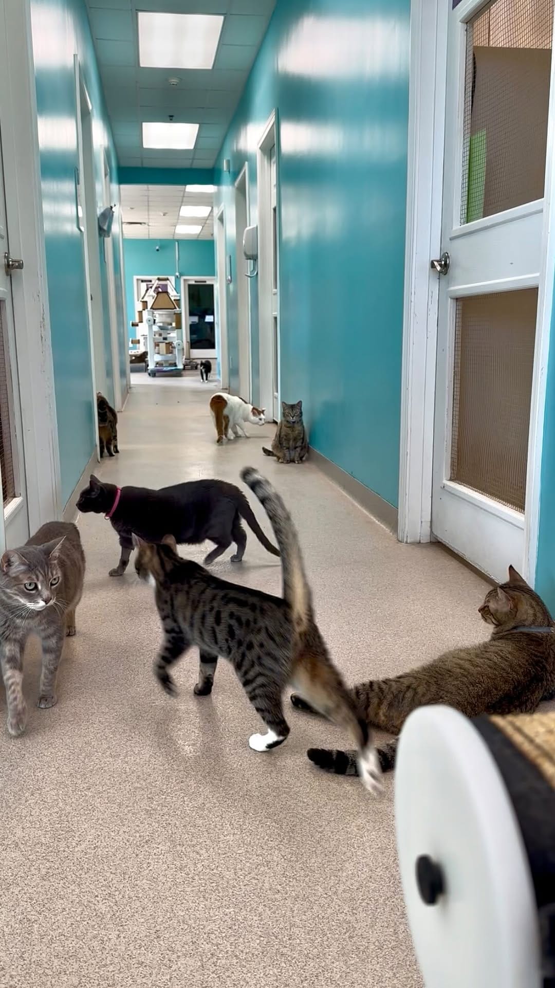 Post 6 by Good Mews Animal Foundation on Instagram (video)
