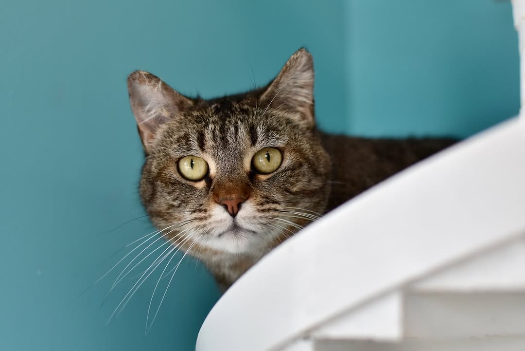 Post 4 by Good Mews Animal Foundation on Instagram (image)