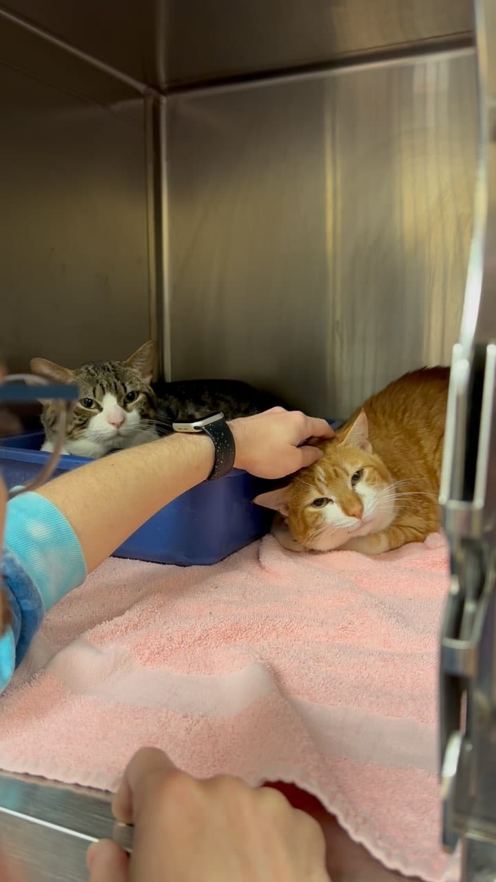 Post 10 by Good Mews Animal Foundation on Instagram (video)