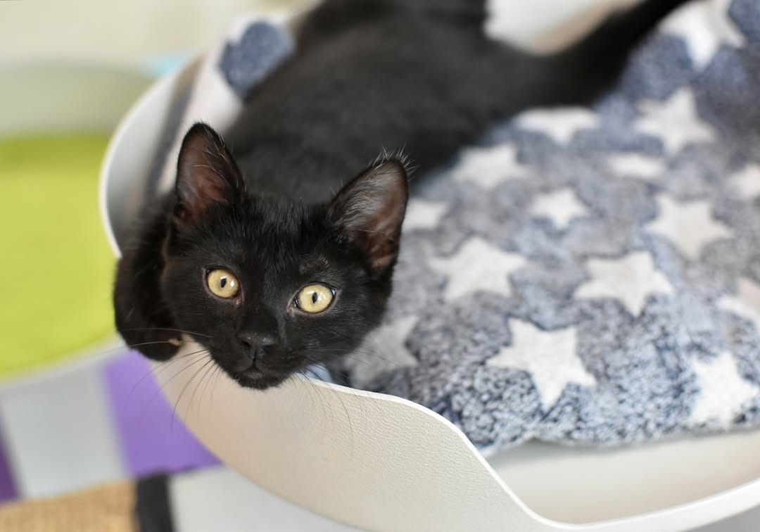 Post 3 by Good Mews Animal Foundation on Instagram (image)