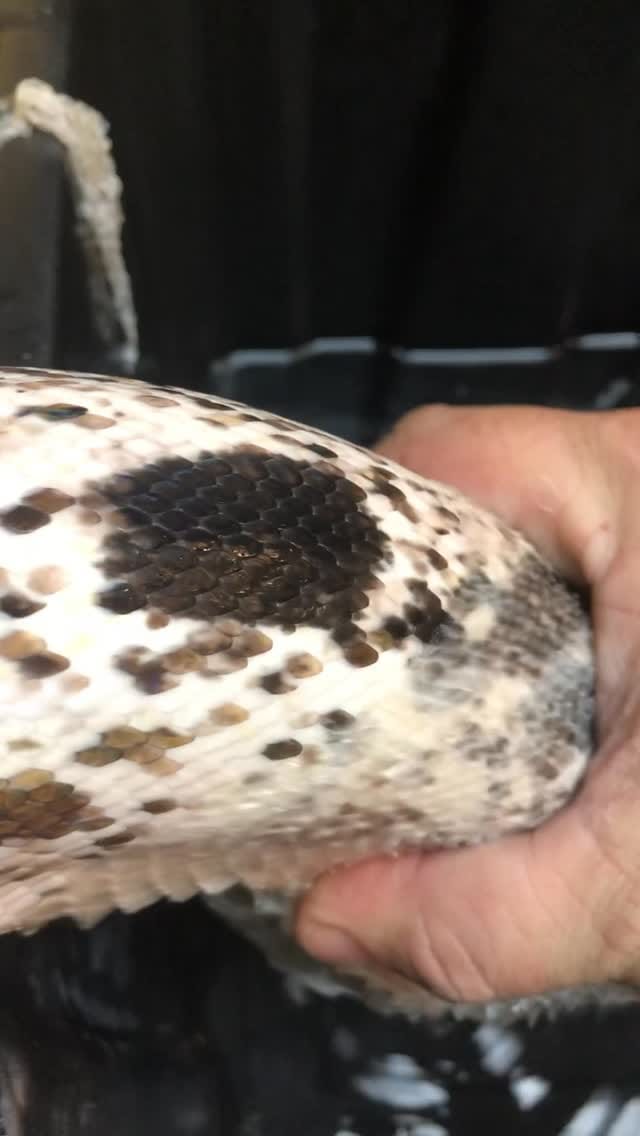 Post 3 by B R I A N   B A R C Z Y K on Instagram (video)