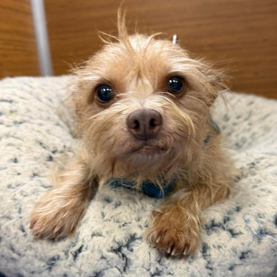 Post 1 by S.A.F.E. Refuge on Instagram (image)