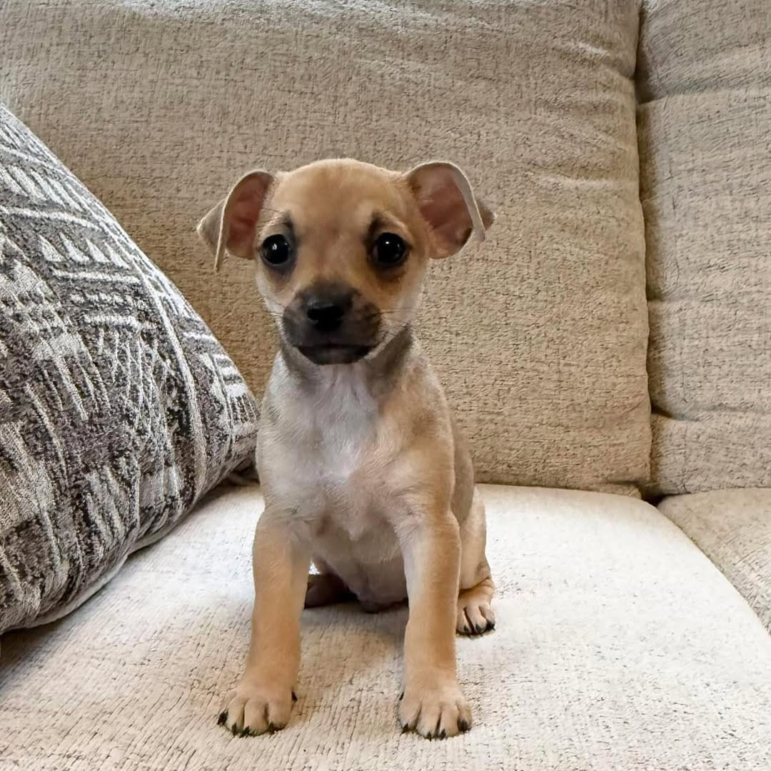 Post 6 by S.A.F.E. Refuge on Instagram (image)