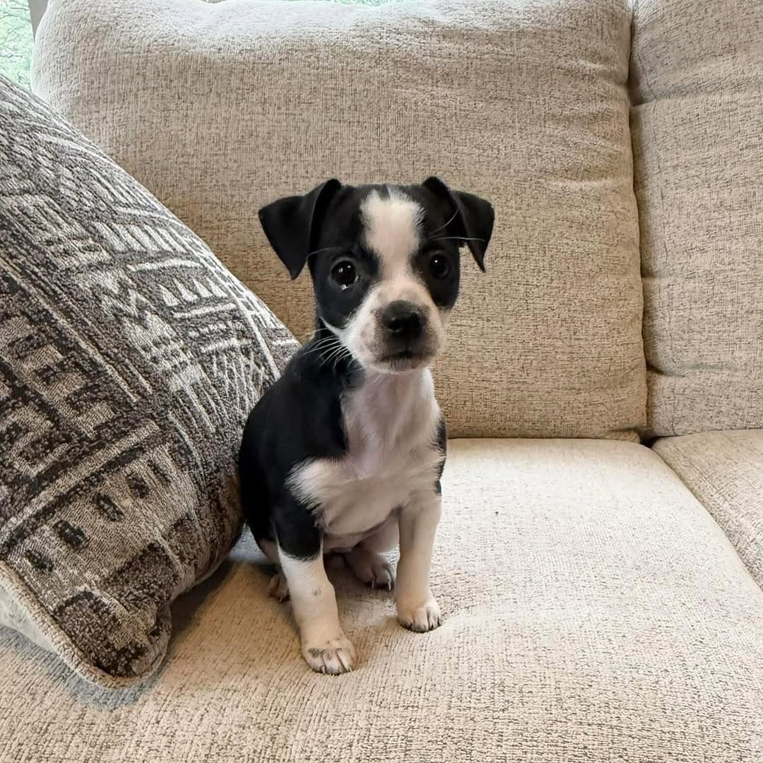 Post 7 by S.A.F.E. Refuge on Instagram (image)
