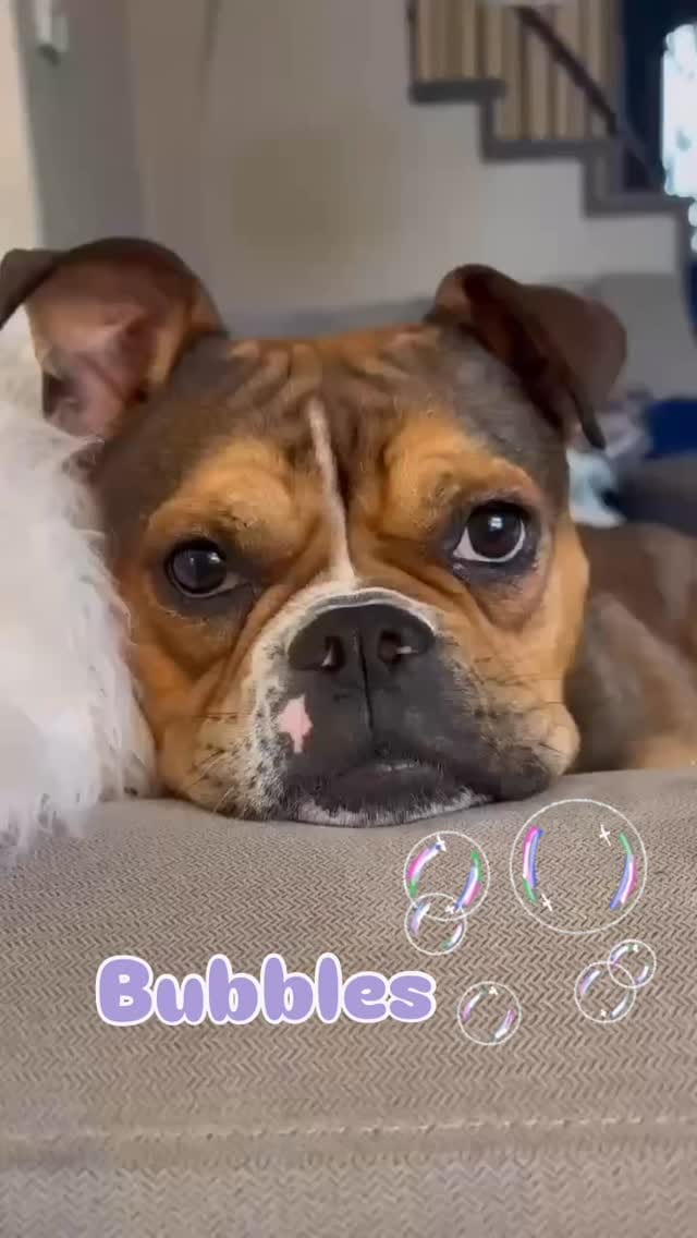 Post 3 by Mile High Canine Rescue on Instagram (video)