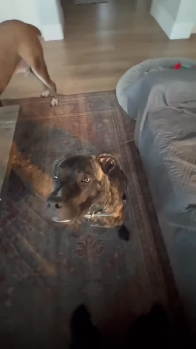 Post 5 by Mile High Canine Rescue on Instagram (video)
