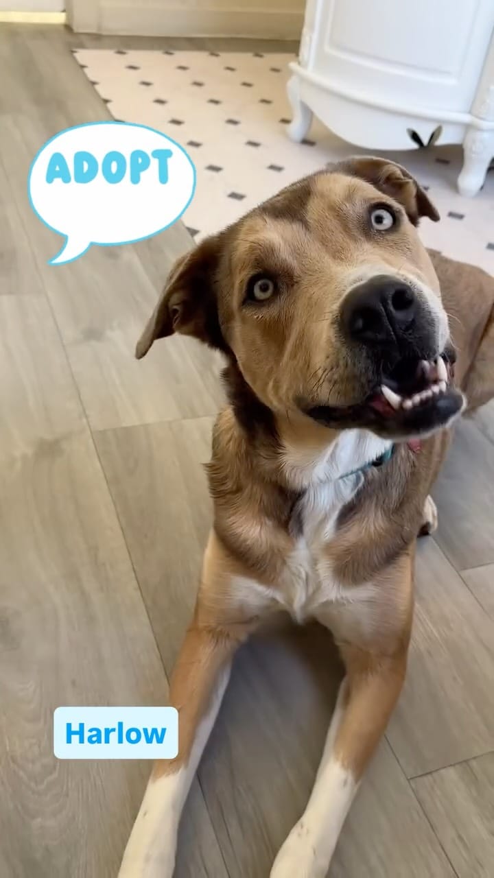 Post 10 by Mile High Canine Rescue on Instagram (video)