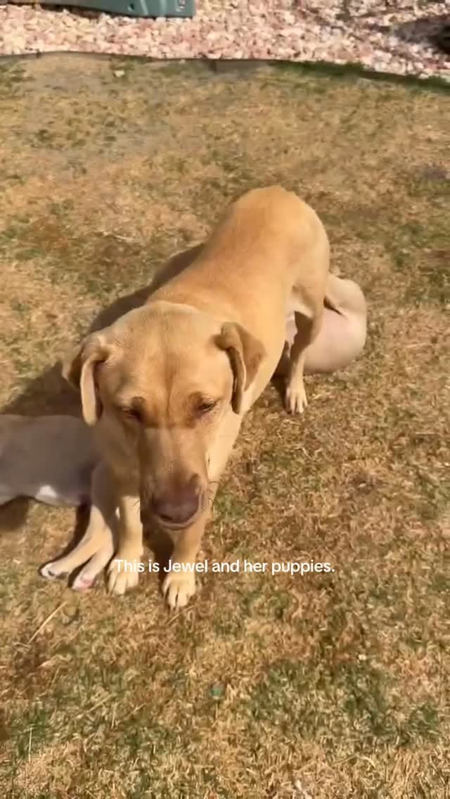 Post 7 by Mile High Canine Rescue on Instagram (video)
