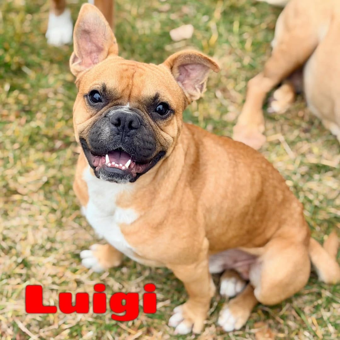 Post 1 by Mile High Canine Rescue on Instagram (image)