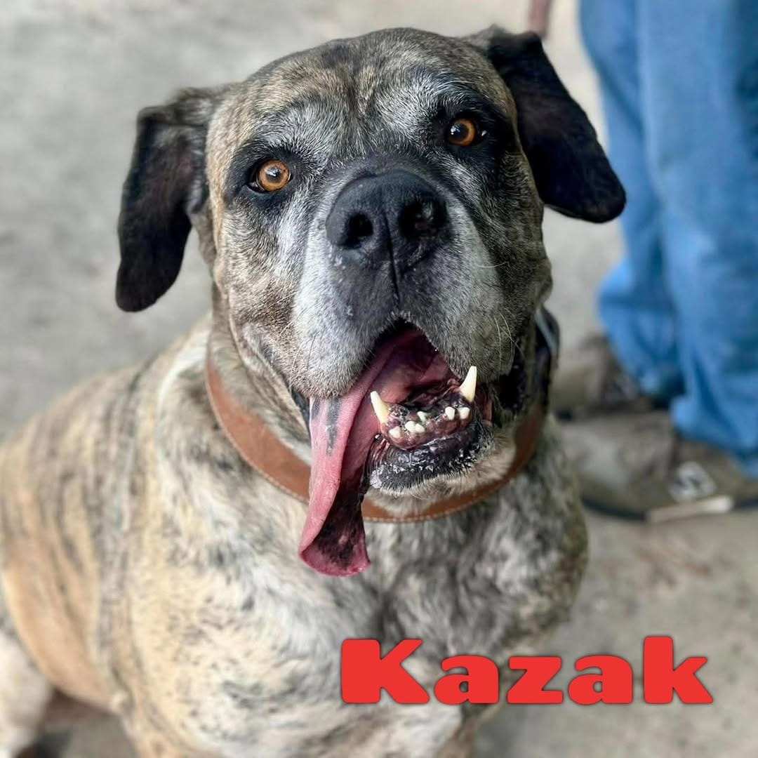 Post 4 by Mile High Canine Rescue on Instagram (image)