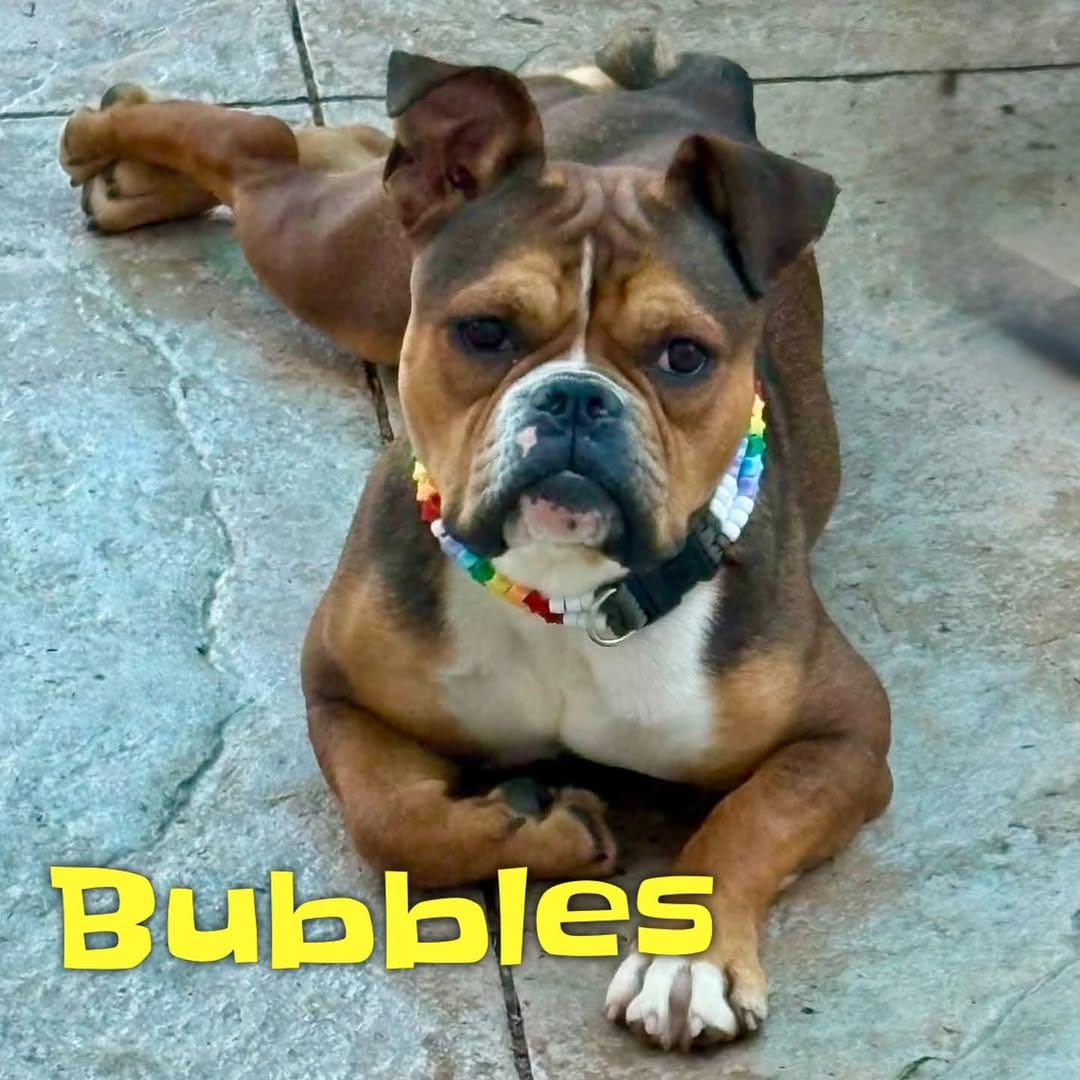 Post 2 by Mile High Canine Rescue on Instagram (image)