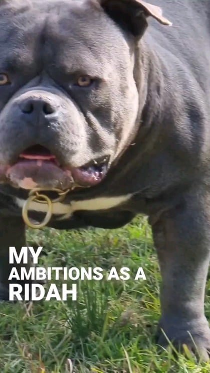 Post 5 by G-netix Bullies on Instagram (video)