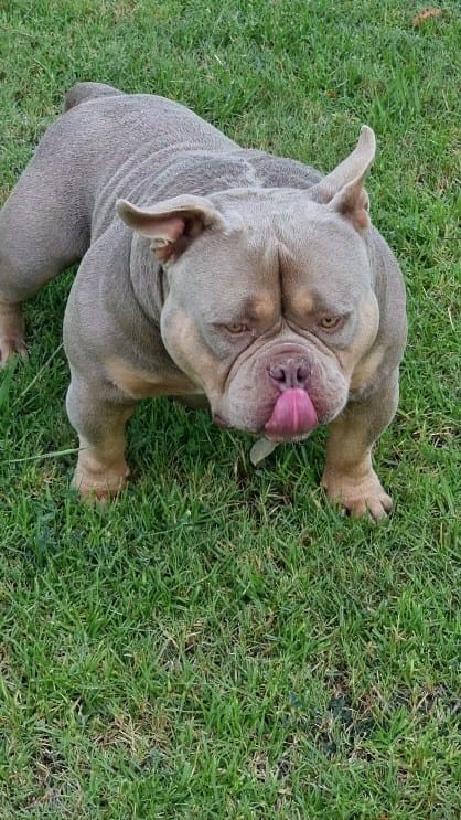 Post 7 by G-netix Bullies on Instagram (video)