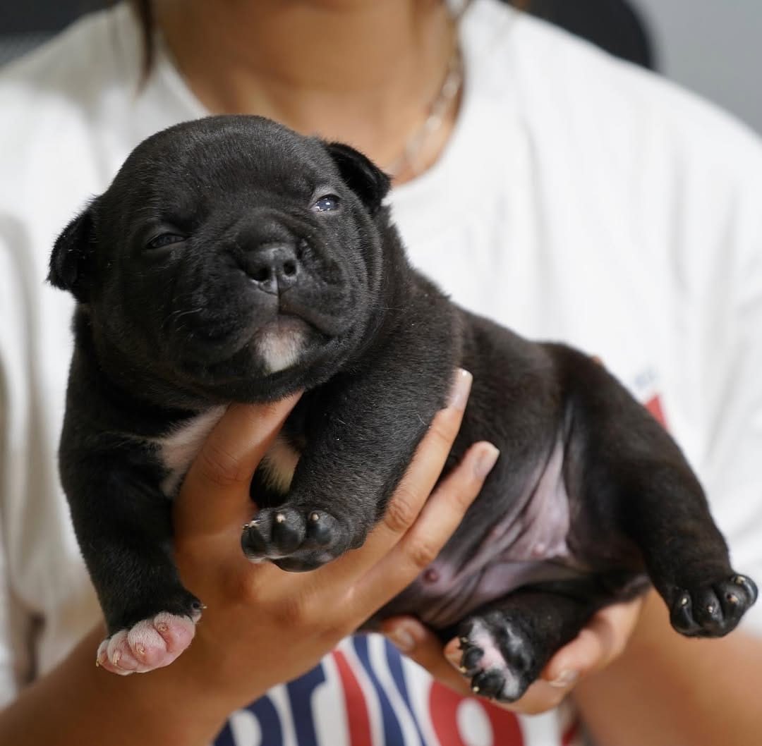 Post 10 by G-netix Bullies on Instagram (carousel)
