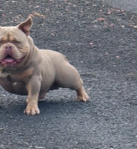 Post 6 by G-netix Bullies on Instagram (video)