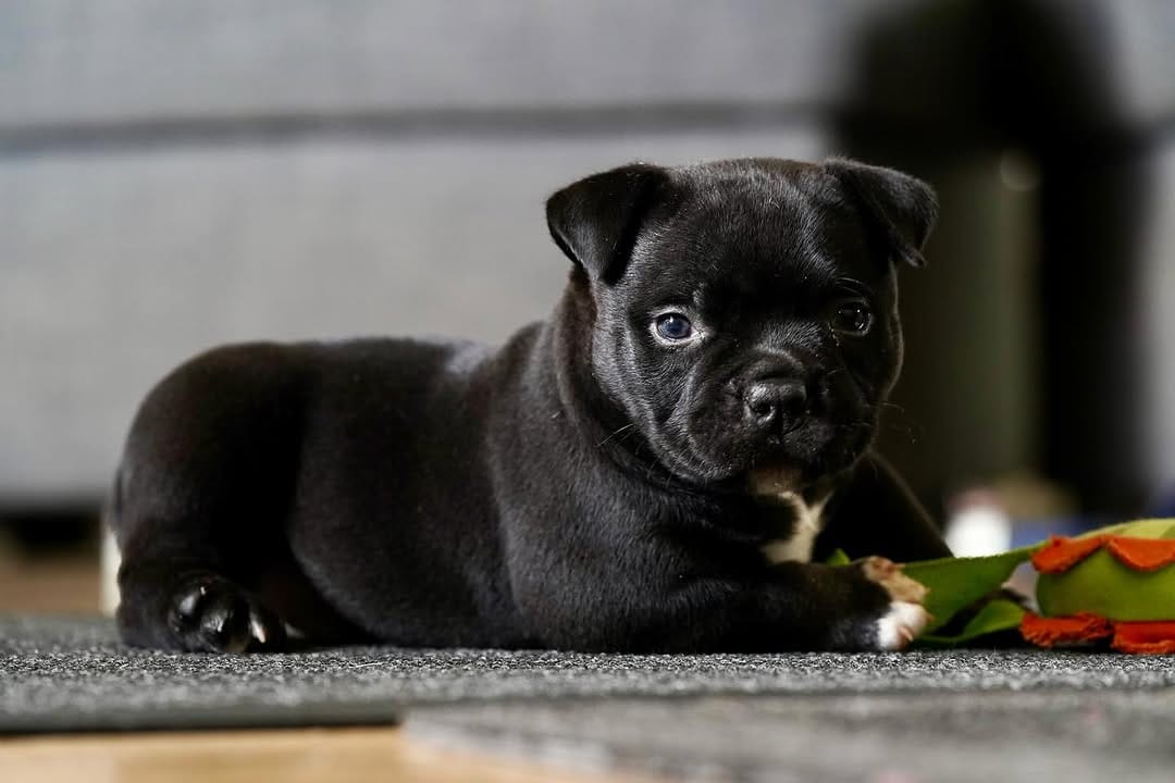 Post 9 by G-netix Bullies on Instagram (carousel)
