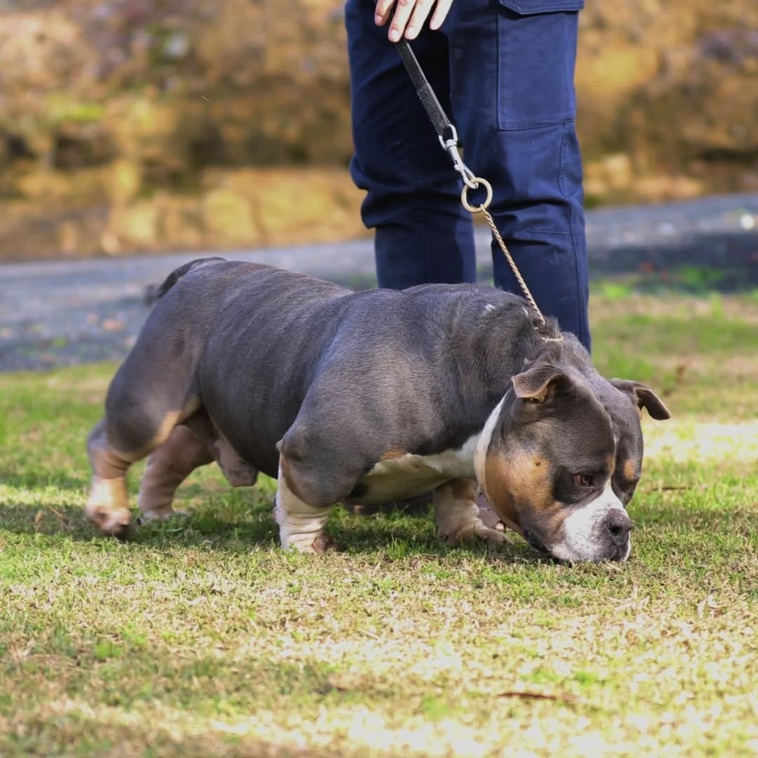 Post 1 by G-netix Bullies on Instagram (carousel)