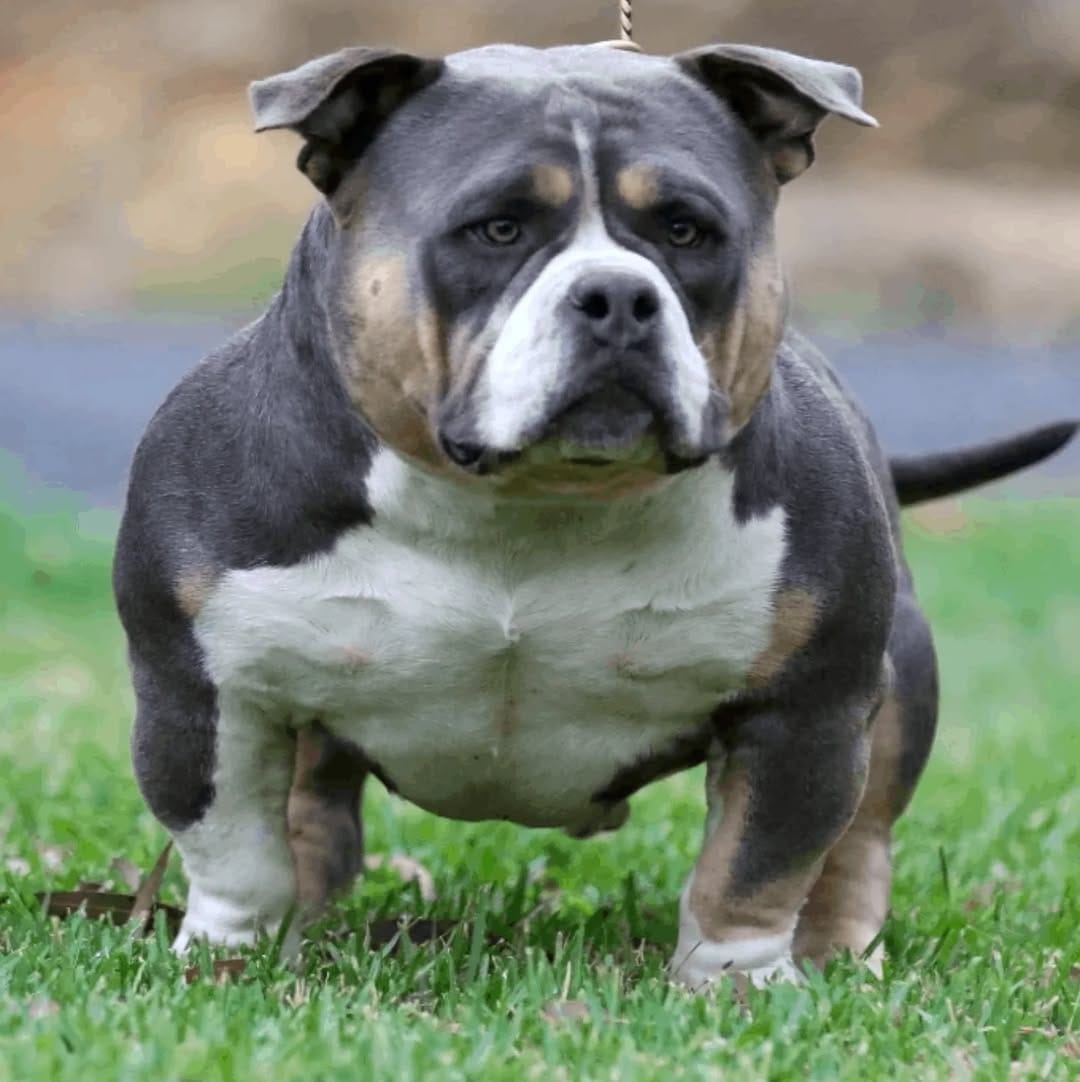 Post 3 by G-netix Bullies on Instagram (image)