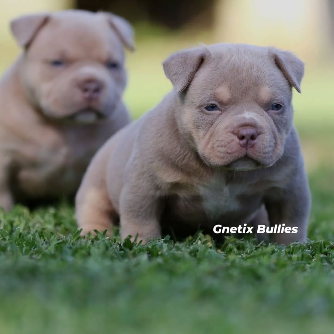 Post 4 by G-netix Bullies on Instagram (image)