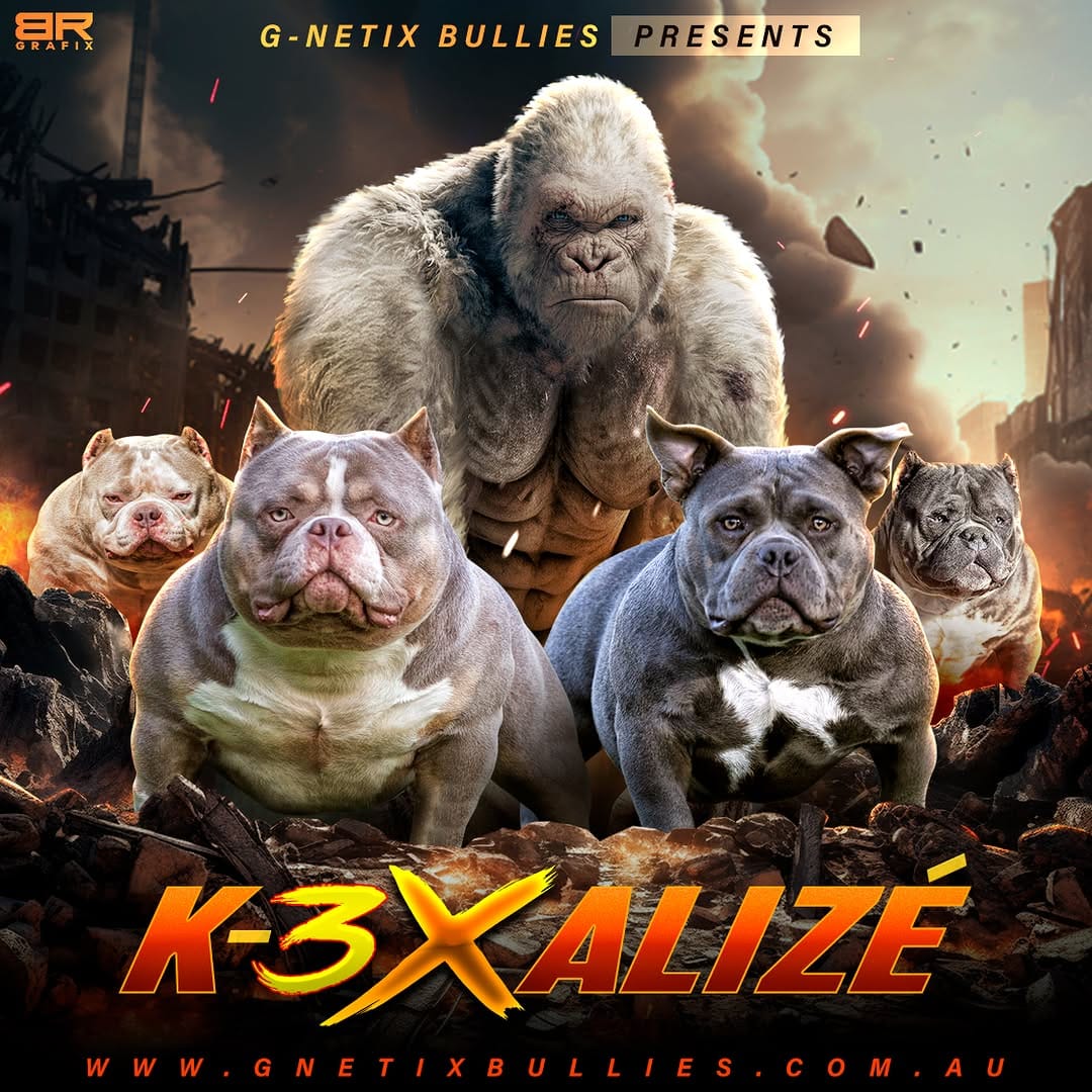 Post 8 by G-netix Bullies on Instagram (image)