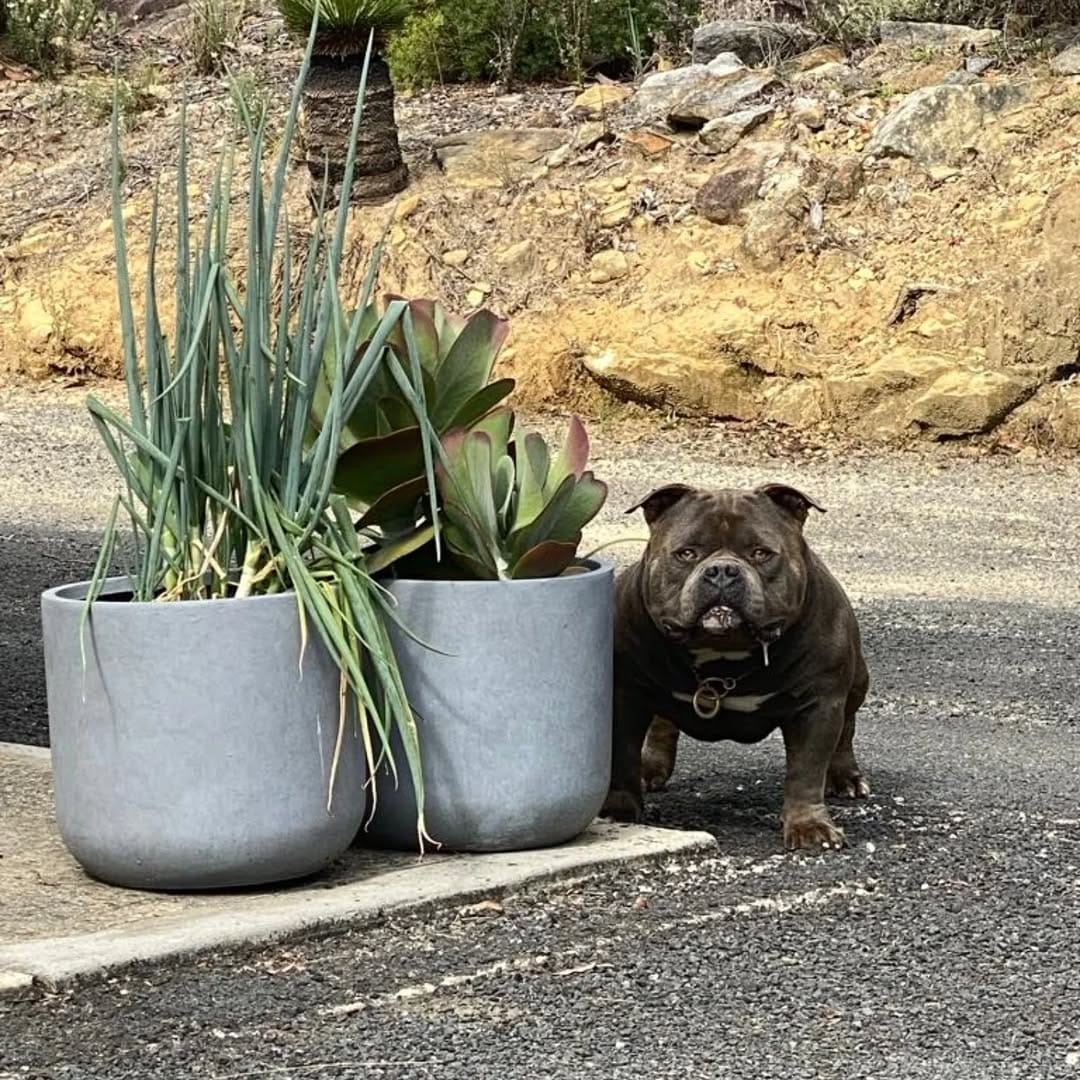 Post 2 by G-netix Bullies on Instagram (image)