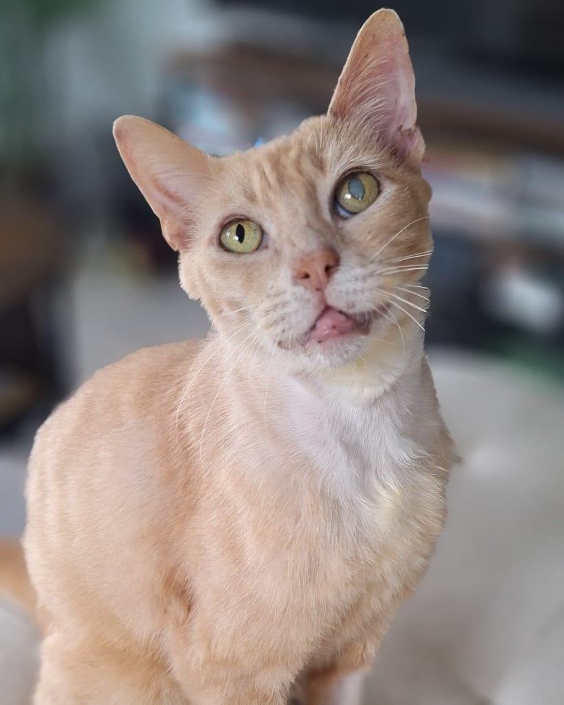 Post 3 by Rocky Mountain Feline Rescue on Instagram (carousel)