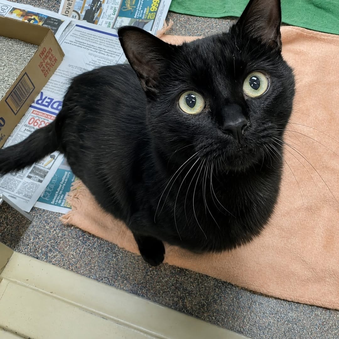 Post 6 by Rocky Mountain Feline Rescue on Instagram (carousel)