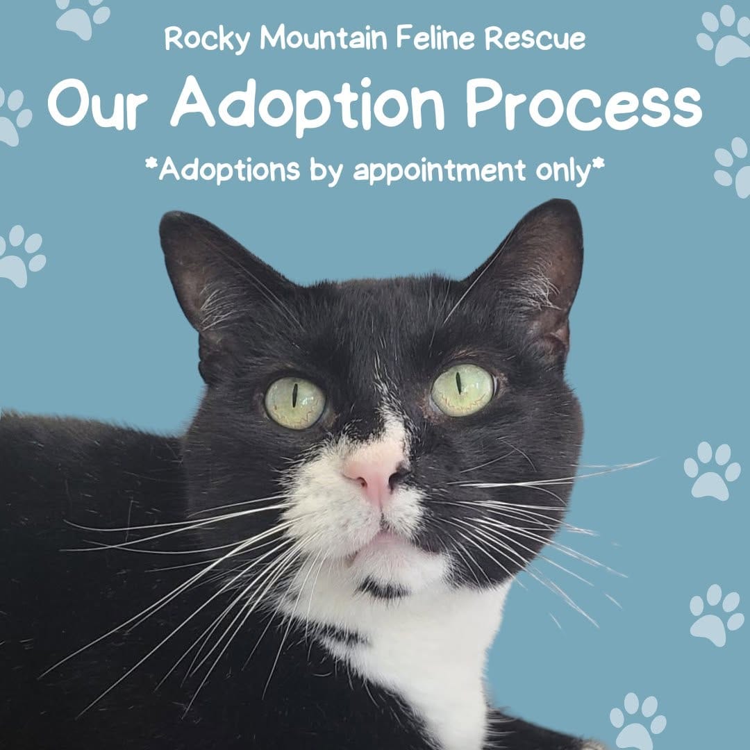 Post 10 by Rocky Mountain Feline Rescue on Instagram (carousel)