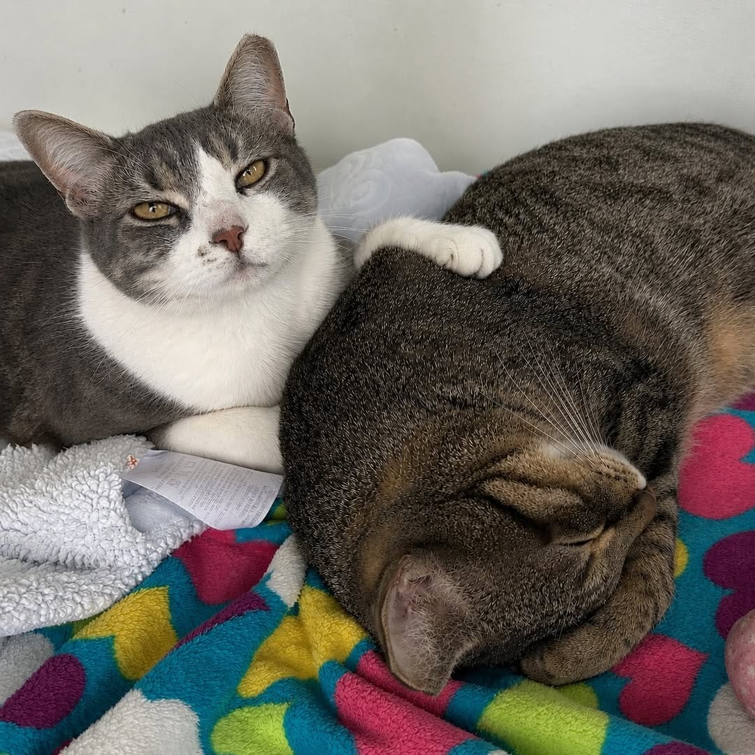 Post 8 by Rocky Mountain Feline Rescue on Instagram (carousel)