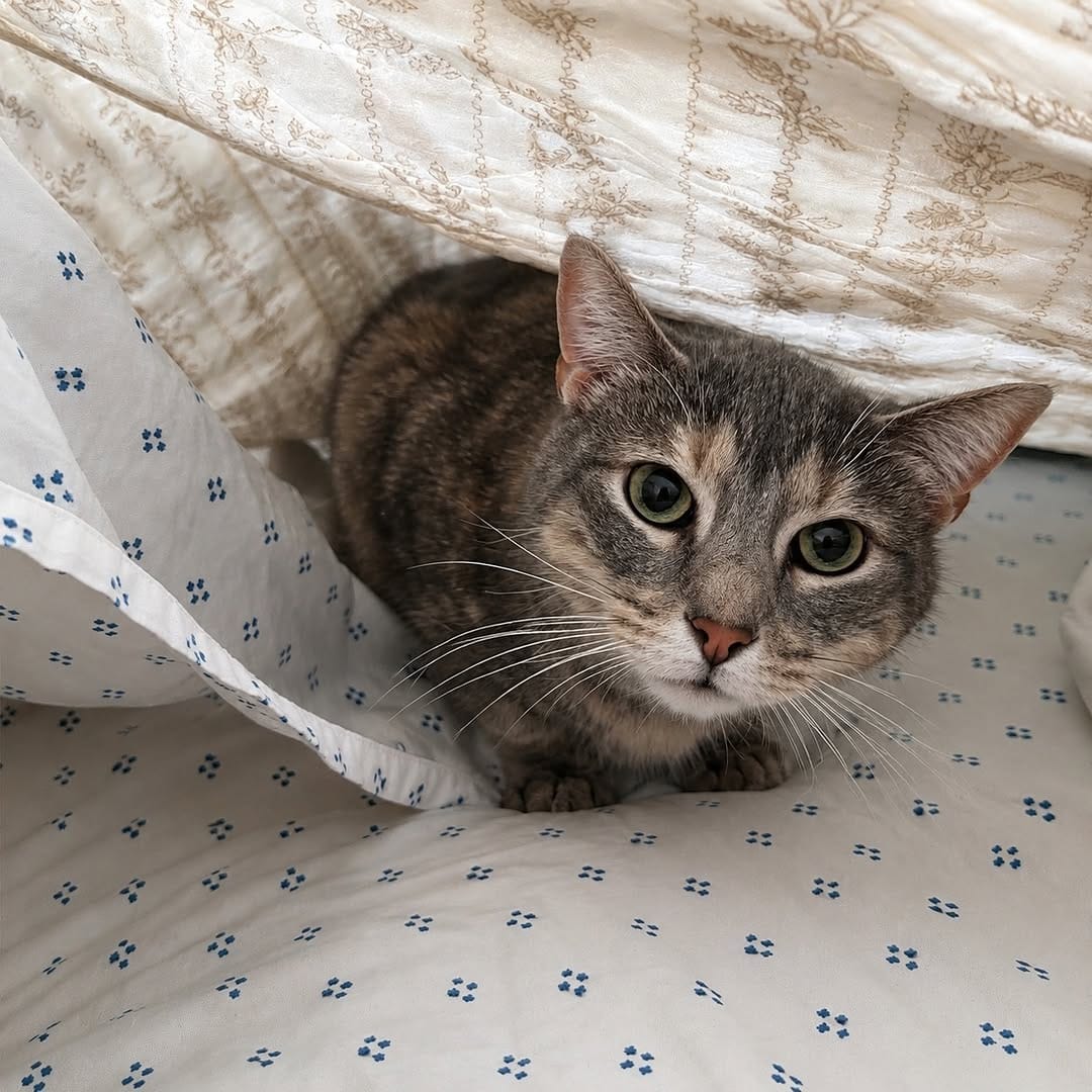 Post 1 by Rocky Mountain Feline Rescue on Instagram (carousel)