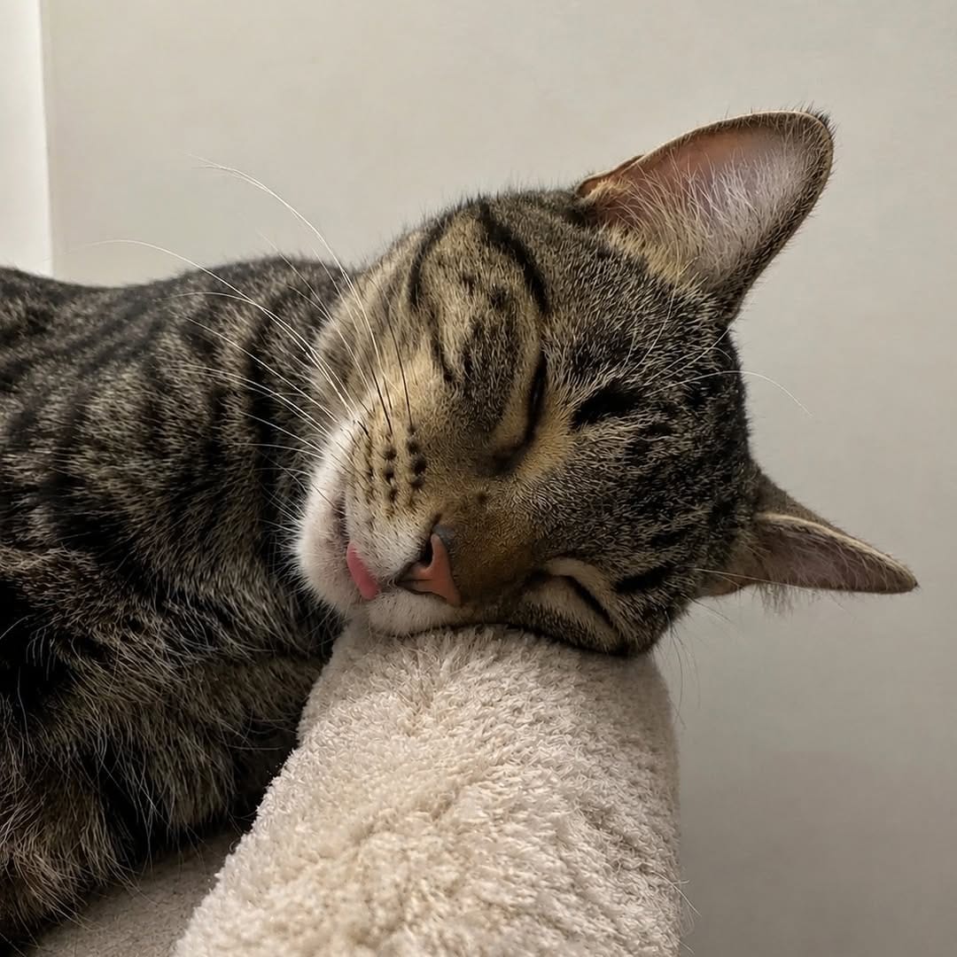 Post 4 by Rocky Mountain Feline Rescue on Instagram (carousel)
