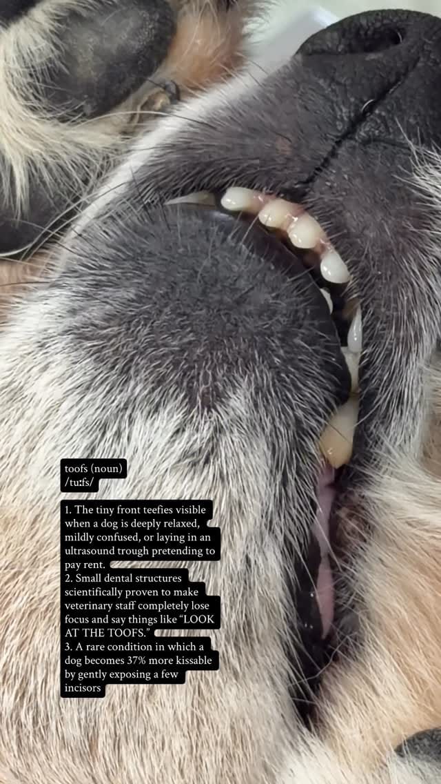 Post 6 by Molly Brinkmann, DVM | Veterinarian on Instagram (video)