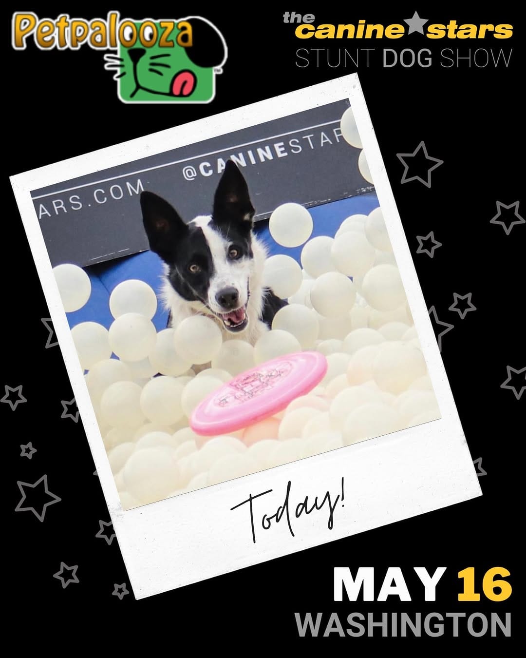 Post 6 by Canine Stars Stunt Dog Show on Instagram (image)