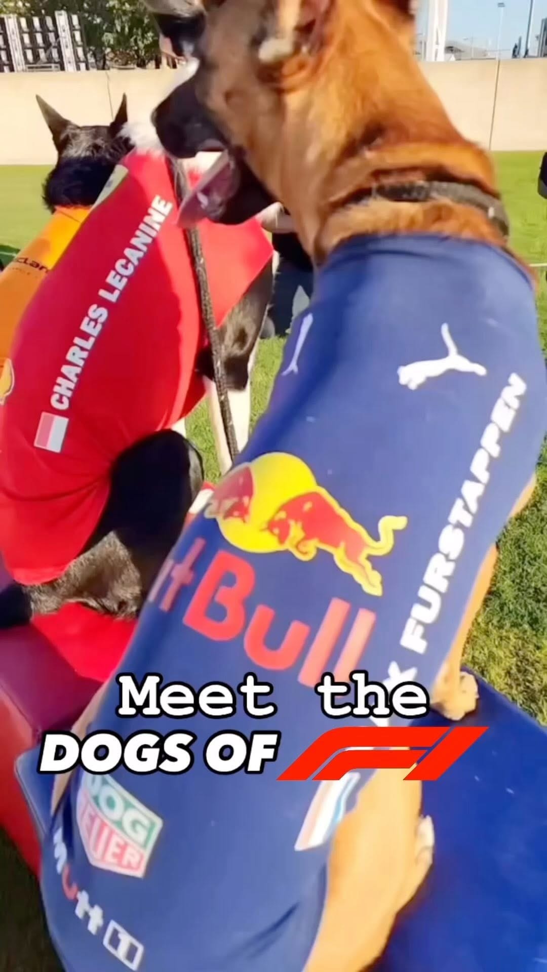 Post 8 by Canine Stars Stunt Dog Show on Instagram (video)