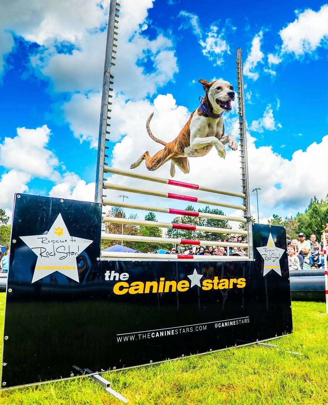 Post 4 by Canine Stars Stunt Dog Show on Instagram (carousel)