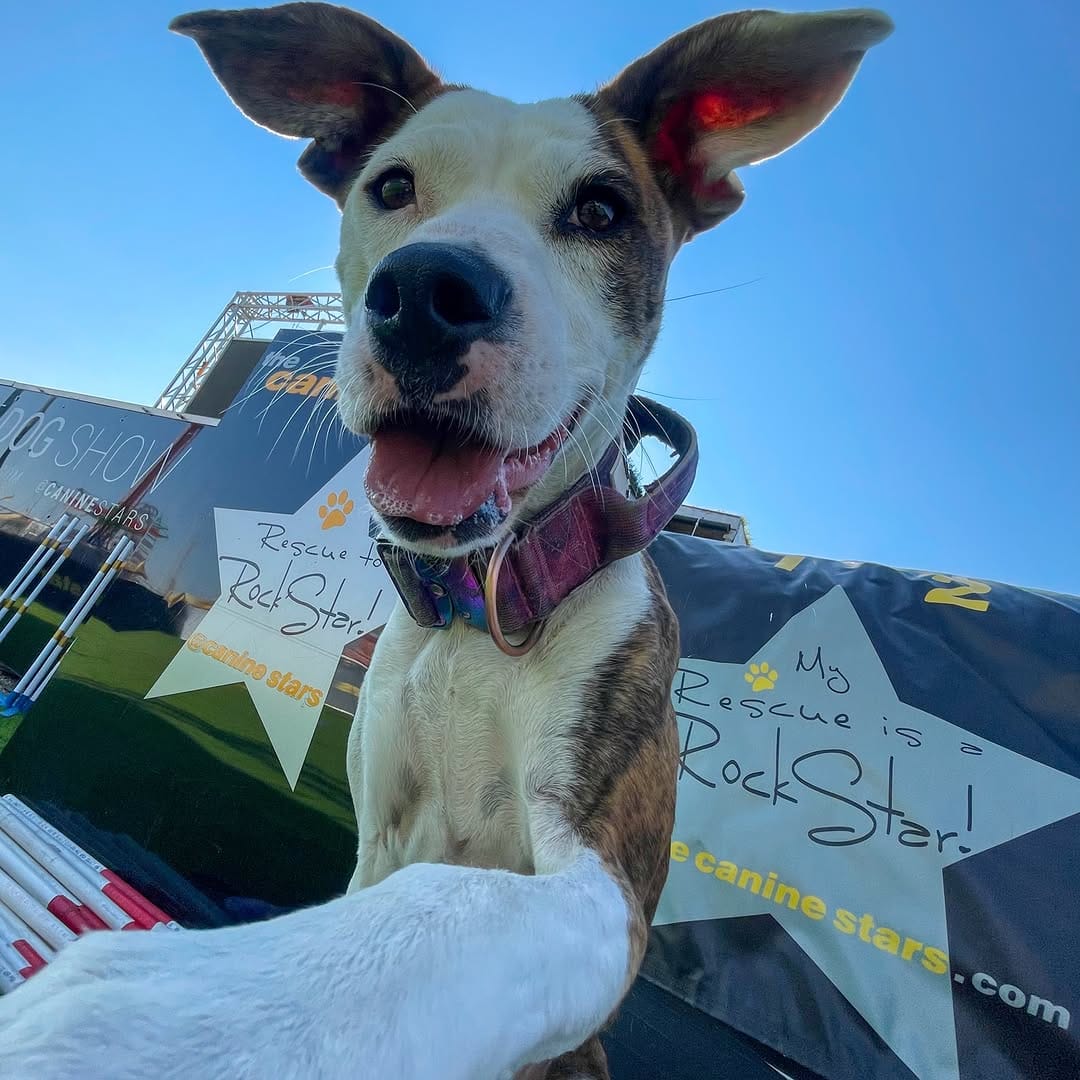 Post 1 by Canine Stars Stunt Dog Show on Instagram (image)