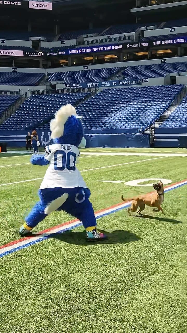 Post 9 by Canine Stars Stunt Dog Show on Instagram (video)
