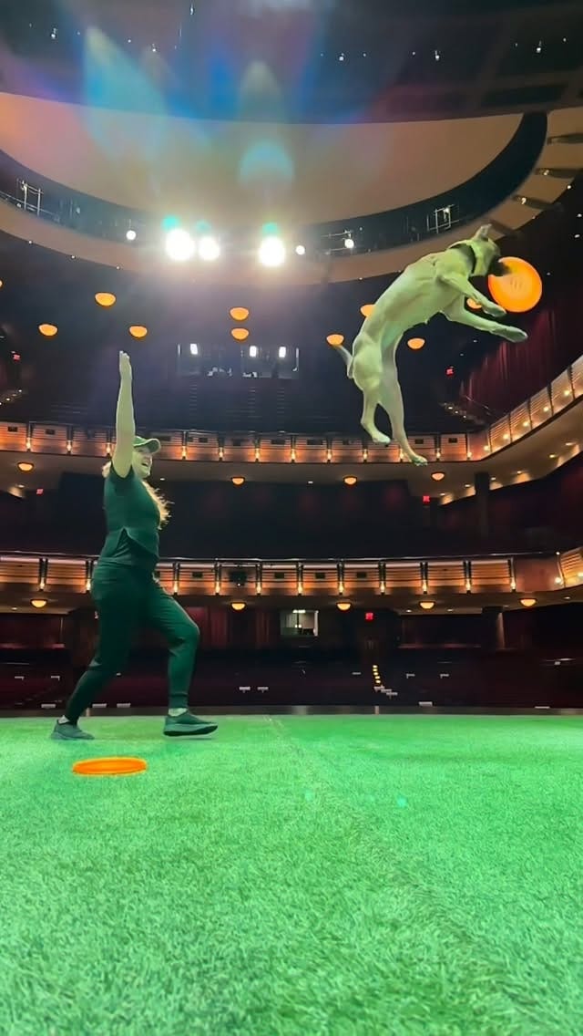 Post 7 by Canine Stars Stunt Dog Show on Instagram (video)