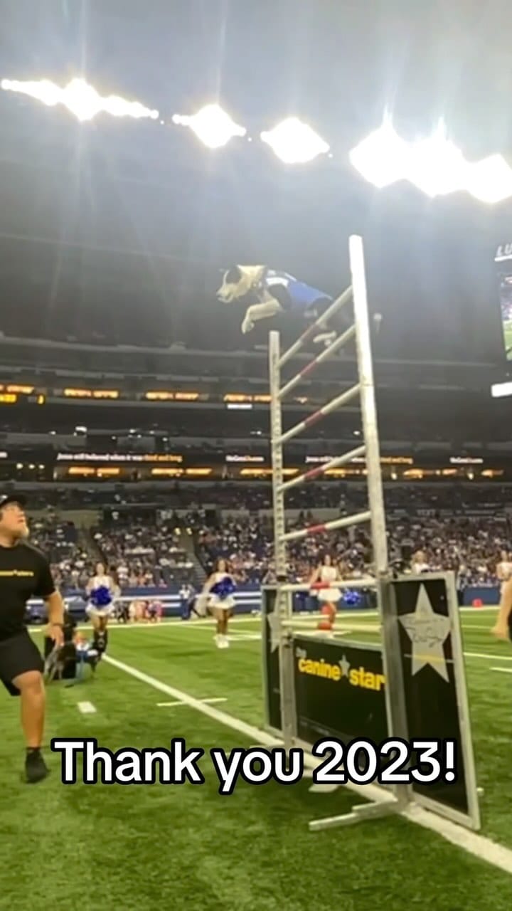 Post 10 by Canine Stars Stunt Dog Show on Instagram (video)